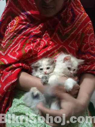 Persian Cat kitten